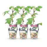Green boutiQ - Fruitplanten - Braam - Rubus Black Satin - Winterhard - 3 Planten - Pot 9 cm - Zwarte Braam