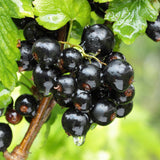 Green boutiQ - Fruitplant - Ribes nigrum Ben Nevis - Bessenplant - Winterhard - Zwarte Bes - 2 Planten - Pot 15cm - Hoogte 50cm