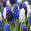 50x Muscari Magic mix - Druifhyacint - Diversen - Verwilderingsbol - Bolmaat 7/8