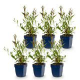 Green boutiQ - Vasteplant - Gaura lindh. Whirling Butterflies - Prachtkaars - Bijen- en vlinderlokkers - Wit - 6 Planten - Pot 11cm - Hoogte 15-25cm