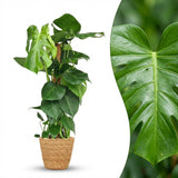 Green boutiQ - Kamerplant - Gatenplant - Monstera Deliciosa mosstok - Groen - Weinig onderhoud - 1 Plant - met Mand - Pot 19cm - Hoogte 90cm