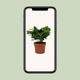 Coffea Arabica 12cm - Ø12cm - ↕22cm