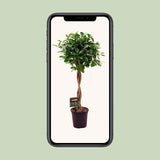 Ficus Micr. Moclame - Ø23cm - ↕100- 110cm