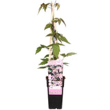 Clematis Montana 'Fragrant Spring' - ↨65cm - Ø15