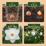 60x Narcissus Botanical White Mix - Botanische witte narcis mix - Wit - Voorjaarsbloeier - Bolmaat 10/12