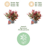 Green boutiQ - Tuinplant - Leucothoe Colour Diamond - Bont - 1 Plant - Groenblijvend - Weinig Onderhoud - Pot 17cm Hoogte 45cm