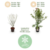 Green boutiQ - Tuinplant - Acer palmatum Phoenix - Japanse Esdoorn - Bladverliezend - Groen - Rood - 1 - Pot 26cm - Hoogte 90cm