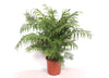 Chamaedorea Elegans- 100 cm - Ø24cm