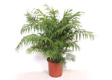 Chamaedorea Elegans- 100 cm - Ø24cm