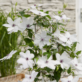 Clematis Garland Tsukiko 23cm