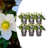 6x Helleborus niger 'Christmas Carol' | Ø 12 cm| ↕ 20 cm