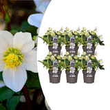 6x Helleborus niger 'Christmas Carol' | Ø 12 cm| ↕ 20 cm