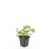48x Geranium sang. 'Album' - ↕10-25cm - Ø9cm