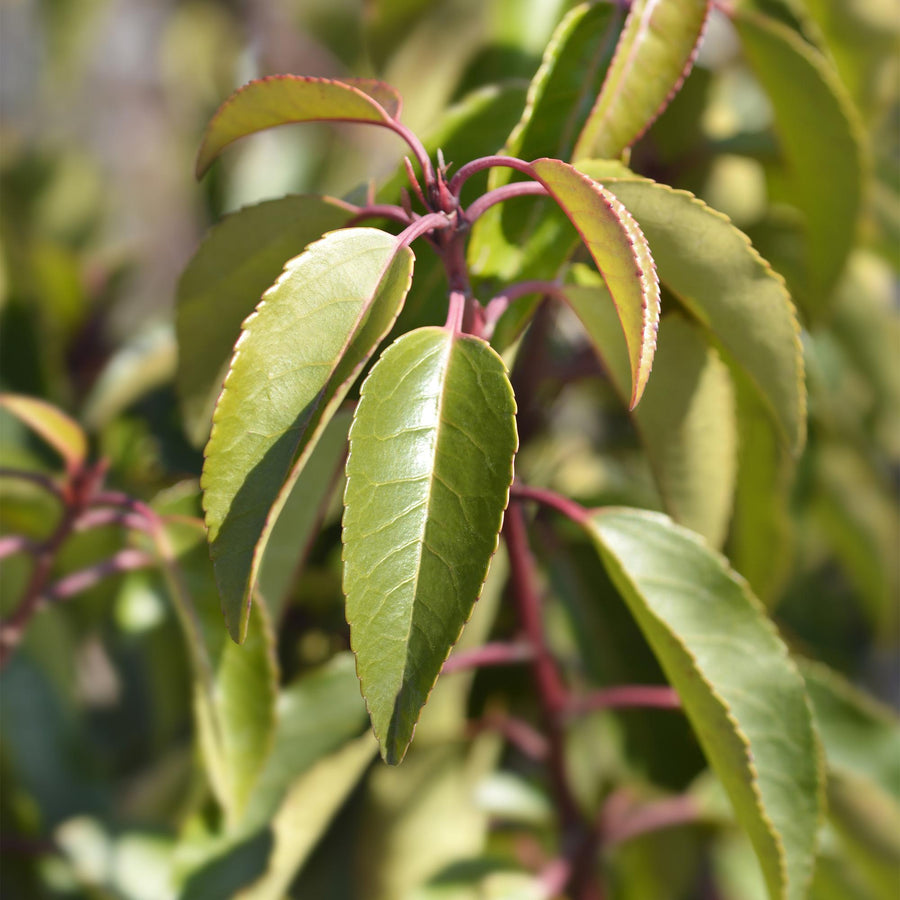Prunus lusitanica Angustifolia — Portugese laurierhaag, 6 planten (1 strekkende meter), 50 cm