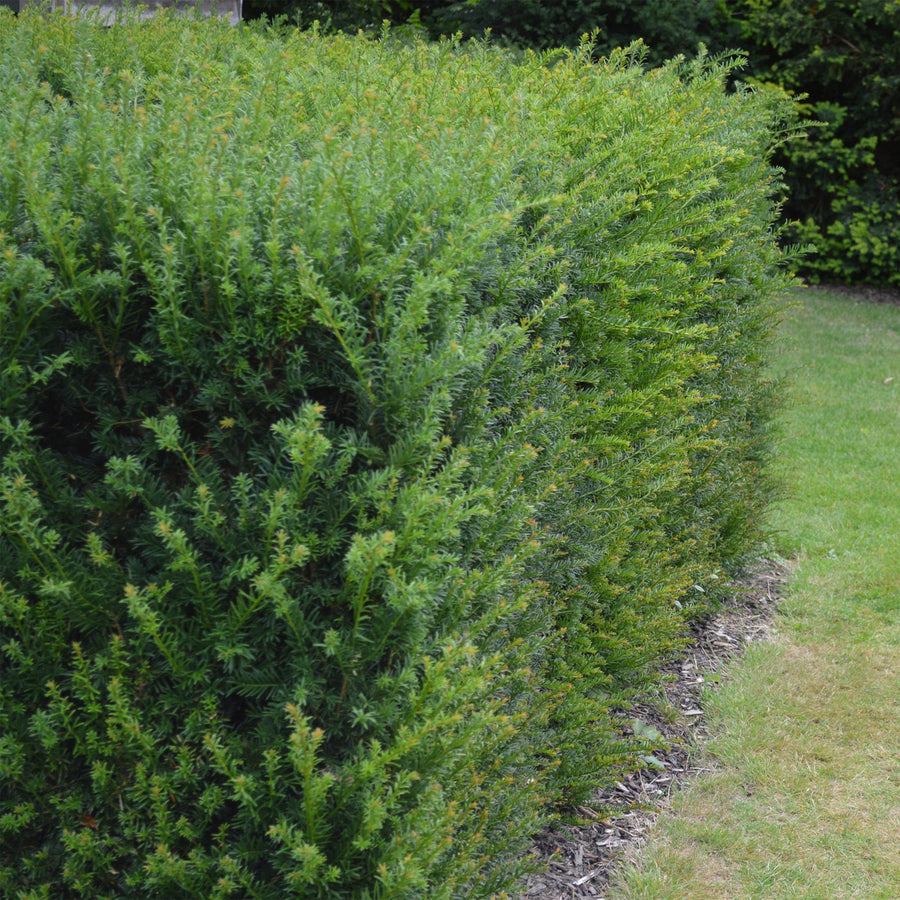 Taxus (Taxus baccata) – 6 planten · 60 cm bij levering · voor 1 strekkende meter (foto 4)