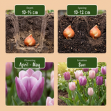 48x Tulipa Macron mix - Tulp Macron mix - Diversen - Voorjaarsbloeier - Bolmaat 11/12