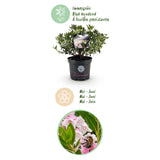 Green boutiQ - Dwerg Rhododendron - Rhododendron Bloombux Light Pink - Bloeiende Buxus - Weinig Onderhoud - Licht Roze Bloem - 1 Plant - Pot 23cm - Hoogte 45-55cm