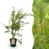 Green boutiQ - Tuinplant - Acer palmatum Methamorphosa - Japanse Esdoorn - Bladverliezend - Groen - Oranje - 1 - Pot 26cm - Hoogte 90cm
