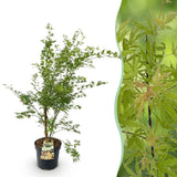 Green boutiQ - Tuinplant - Acer palmatum Methamorphosa - Japanse Esdoorn - Bladverliezend - Groen - Oranje - 1 - Pot 26cm - Hoogte 90cm