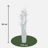 3x - Trachelospermum Mix - ↨65cm - Ø15