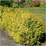 Plants by Frank - 1 meter gele Kardinaalsmuts haag - Euonymus fortunei 'Emerald Gold' - Set van 6 winterharde haagplanten - Groenblijvende haag - Vers van de kwekerij geleverd
