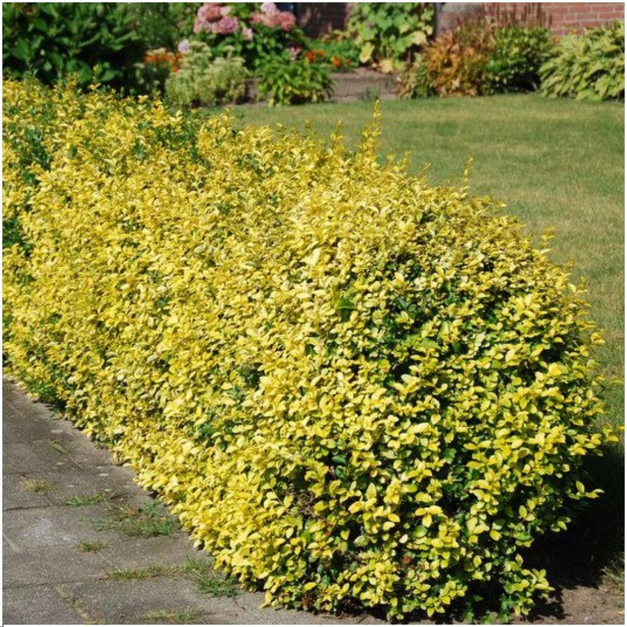 Euonymus fortunei 'Emerald Gold' — Kardinaalsmutshaag, 6 planten (1 strekkende meter)