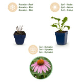Green boutiQ - Vasteplant - Echinacea purp. Magnus - Zonnehoed - Bijen- en vlinderlokkers - Roze - 12 Planten - Pot 11cm - Hoogte 15-25cm