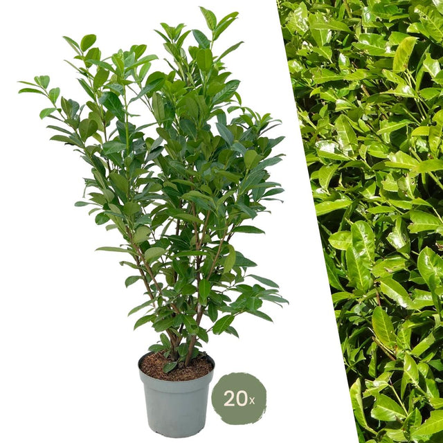 Prunus laurocerasus Rotundifolia — grote haagplanten voor 10 meter haag, 20 stuks, 125-150 cm hoog