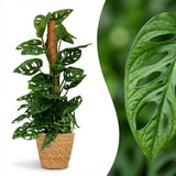 Green boutiQ - Kamerplant - Monkey Mask - Monstera Andansonii Mosstok - Groen - Weinig onderhoud - 1 Plant - met Mand - Pot 19cm - Hoogte 90cm