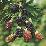 Green boutiQ - Fruitplant - Rubus fruticosus Thornless Evergreen - Bramenplant - Doornloos - Zwarte Braam - 2 Planten - Pot 15cm - Hoogte 50cm