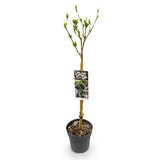 GreenboutiQ - Plante sur Tige - Hibiscus syriacus Starburst Chiffon® - Plante de Terrasse - Feuilles Caduques - Résistant à l'Hiver - Fleur Blanc-Rose - Pot 19cm Hauteur 90cm