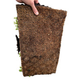 Green boutiQ - Bodembedekker - Winterhard - Sedum mat - Bestaat uit 10 soorten - X2 - Weinig Onderhoud - Lengte 50 Breedte 30