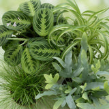 Green boutiQ - Kamerplant - Chlorophytum - Cyperus - Phlebodium - Marantha - Mix van 4 - Huisdiervriendelijke Planten - Groen - 4 Planten - met Mand - Pot 12cm - Hoogte 25cm