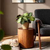 Green boutiQ - Kamerplant - Maranta Fascinator Silverband - Gebedsplant - Huisdiervriendelijke Plant - Groen - 4 Planten - met Mand - Pot 12cm - Hoogte 25cm