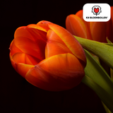 Tulpenbollen Dafeng — oranje tulp, 20 stuks (maat 11/12)