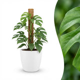 Green boutiQ - Kamerplant - Mini Gatenplant - Monstera Minima Mosstok - Groen - Weinig onderhoud - 1 Plant - met Potter Wit - Pot 19cm - Hoogte 90cm