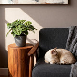 Green boutiQ - Kamerplant - Maranta Fascinator Kerchoveana - Zebraplant - Huisdiervriendelijke Plant - Groen - 1 Plant - met Potter Grijs - Pot 12cm - Hoogte 25cm