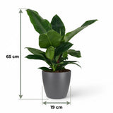 Green boutiQ - Kamerplant - Philodendron - Philodendron Imperial Green - Groen - Weinig onderhoud - 1 Plant - met Potter Grijs - Pot 19cm - Hoogte 65cm