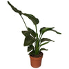 Strelitzia Nicolai 2pp - Ø17cm - ↕65cm