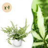 Green boutiQ - Kamerplant - Pteris cretica Albolineata - Lintvaren - Huisdiervriendelijke Plant - Groen - 4 Planten - met Potter Wit - Pot 12cm - Hoogte 20cm