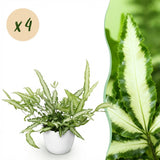 Green boutiQ - Kamerplant - Pteris cretica Albolineata - Lintvaren - Huisdiervriendelijke Plant - Groen - 4 Planten - met Potter Wit - Pot 12cm - Hoogte 20cm