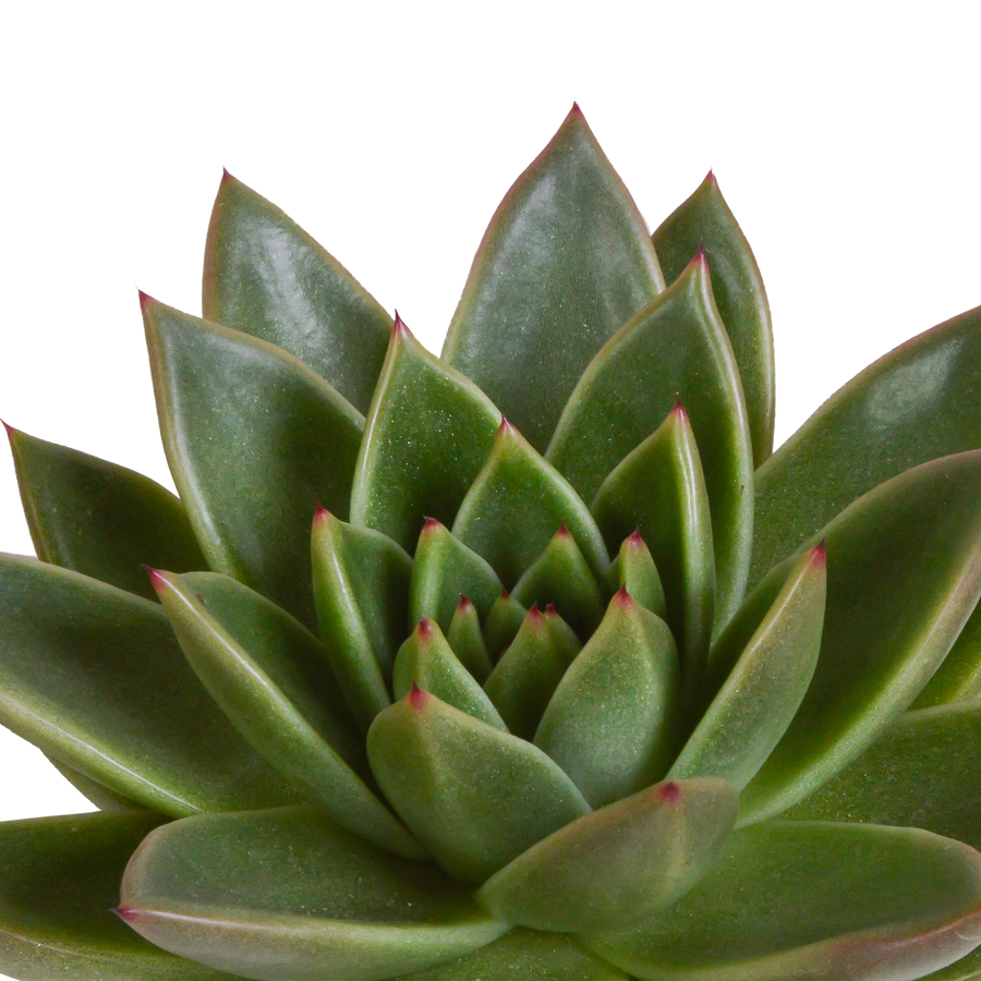 Echeveria mix – 5 cm hoog (foto 11)