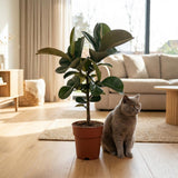 Green boutiQ - Kamerplant - Rubberplant - Ficus Elastica Cloe - Groen - Weinig onderhoud - 1 Plant - Pot 19cm - Hoogte 65cm