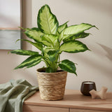 Green BoutiQ - Green is... Kamerplanten - Diefenbachia Camilla - Dieffenbachia - Weinig onderhoud - met mand - Groen - 1 Plant - Pot 17cm - Hoogte 45-50cm