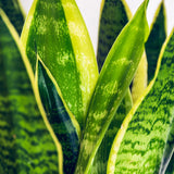 Green BoutiQ - Green is... Kamerplanten - Sanseveria Laurentii - Vrouwentong - Weinig onderhoud - met mand - Groen - 2 Planten - Pot 17cm - Hoogte 60-70cm