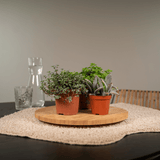 Everspring - Succulenten Mix - 10 cm - Ø8,5 - 9