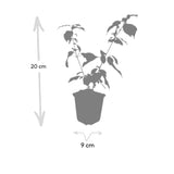 48x Cornus sang. 'Anny's Winter Orange' - ↕10-25cm - Ø9cm