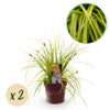 Green boutiQ - Siergrassen -Carex oshimensis Everillo - Geel - 2 Planten - Bladhoudend - Weinig Onderhoud - Pot 17cm Hoogte 50cm
