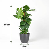 Green boutiQ - Kamerplant - Gatenplant - Monstera Deliciosa mosstok - Groen - Weinig onderhoud - 1 Plant - met Potter Grijs - Pot 19cm - Hoogte 90cm