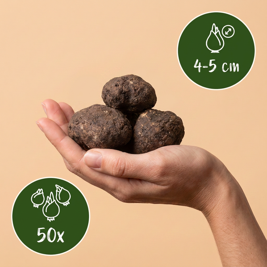 Winterakonietbollen Cilicica — geel, 50 stuks (bolmaat 4/5)